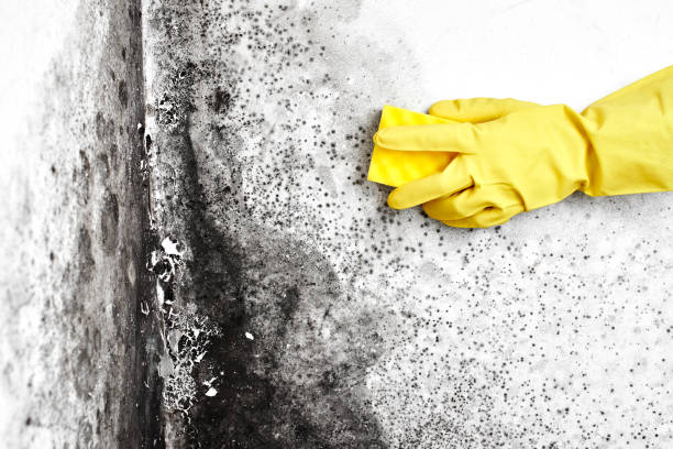 Best Commercial Mold Removal  in Hotchkiss, CO