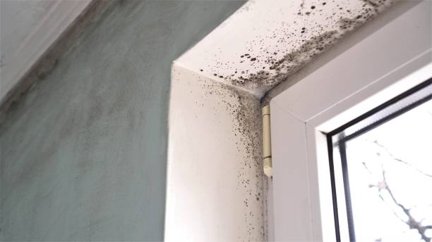 Best Affordable Mold Removal  in Hotchkiss, CO