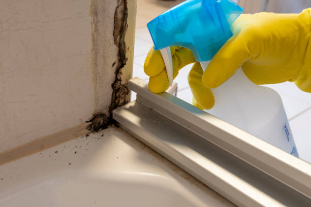 Best Residential Mold Removal  in Hotchkiss, CO