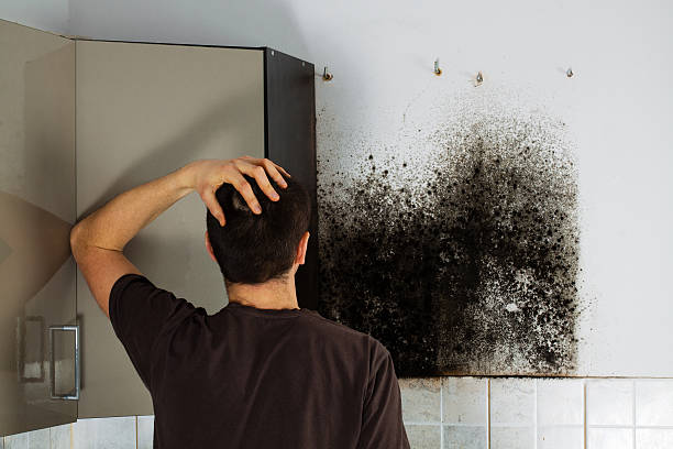 Best Home Mold Removal  in Hotchkiss, CO