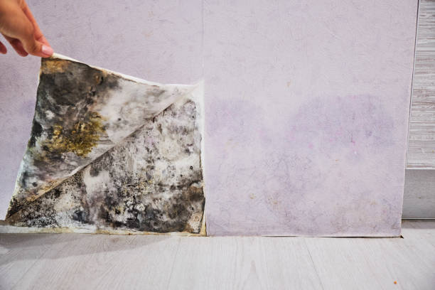 Best Fast Mold Removal  in Hotchkiss, CO